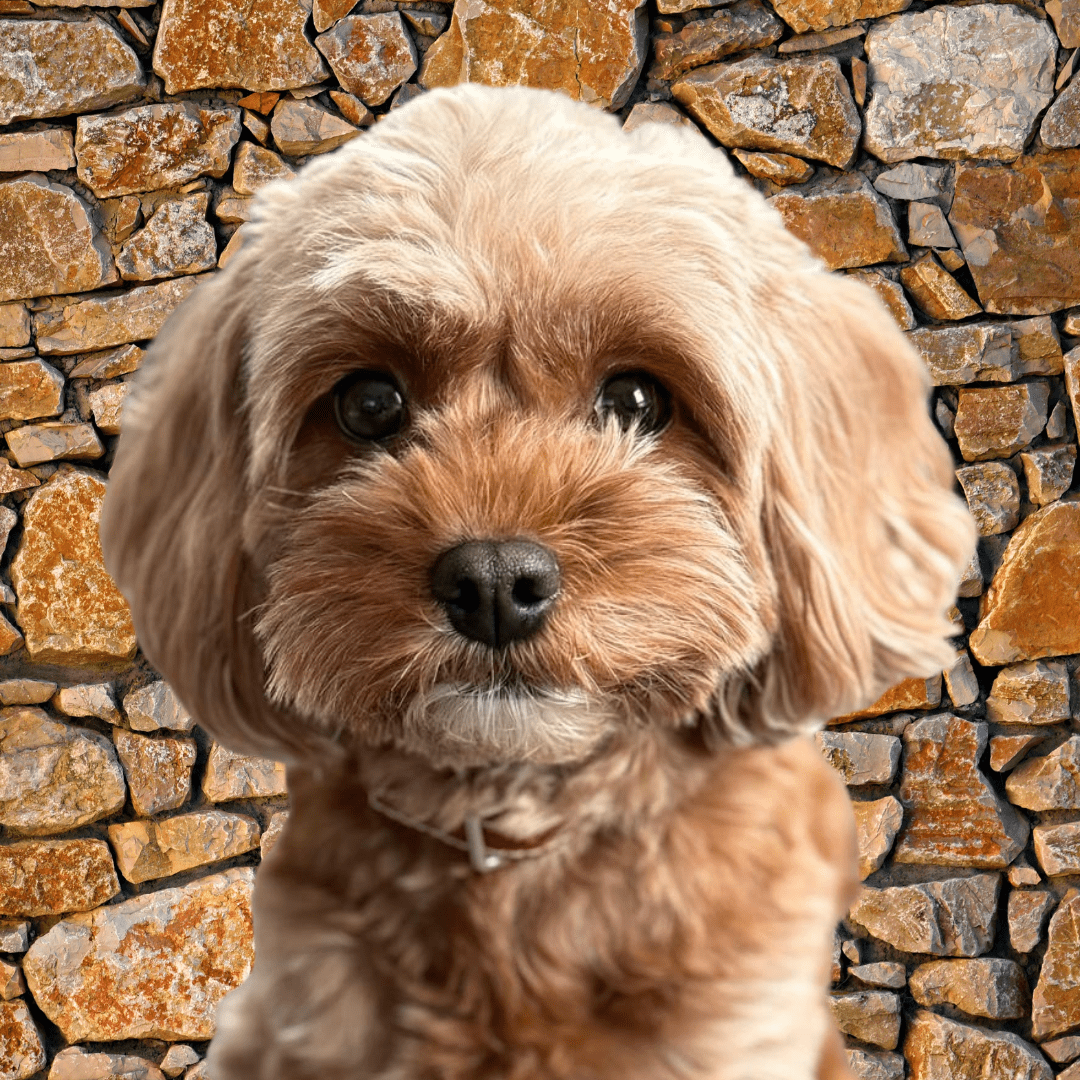 A fluffy brown dog with curly fur in front of a stone wall. A fluffy brown dog with curly fur in front of a stone wall.